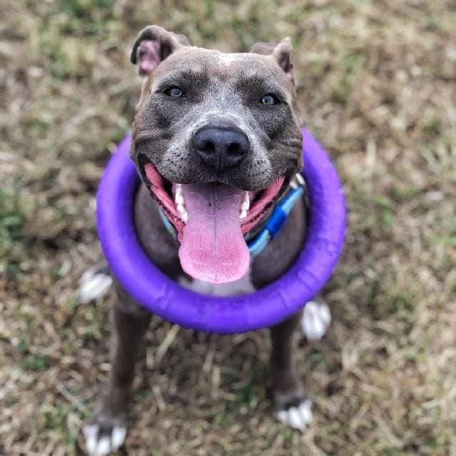 WAUDOG - Wholesale Pet Toy - Dog - Puller - Dog Toys Agility Training Fetch Ring13