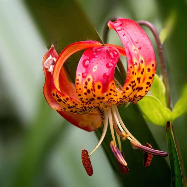 Thorsen's Greenhouse - Wholesale Live Plant - Manitoba Morning Martagon Lily Bulbs - Perennial
