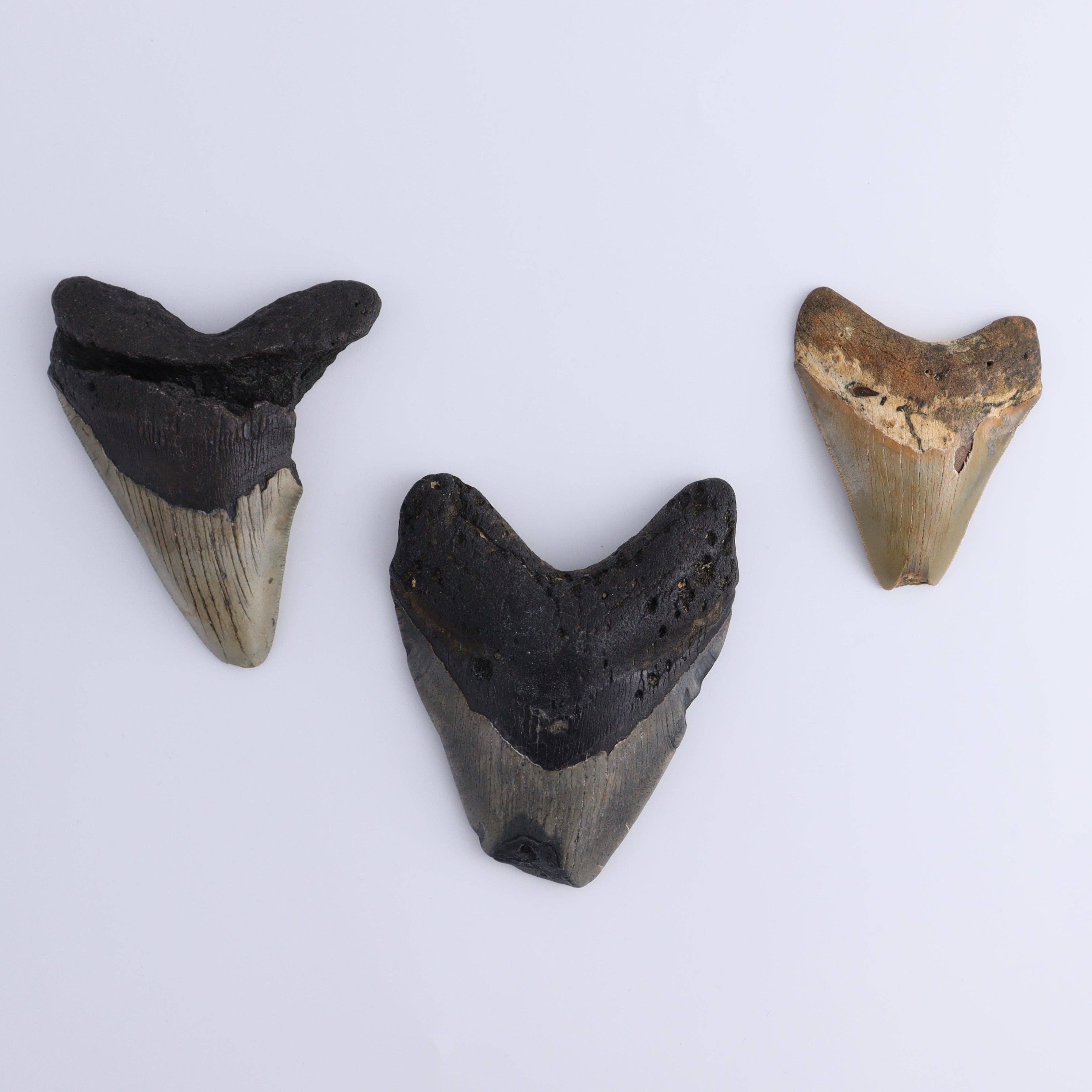 Mi Esperanza Minerals – wholesale Decorative tabletop object – Megalodon Teeth Set of 30
