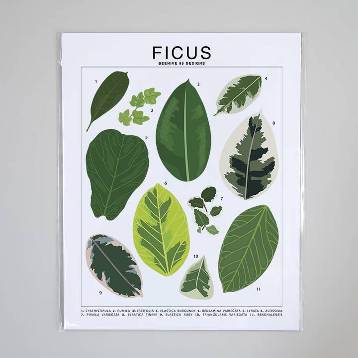 Ficus Species ID Chart - Botanical Houseplant Art Print for wholesale by Beehive 95 Designs