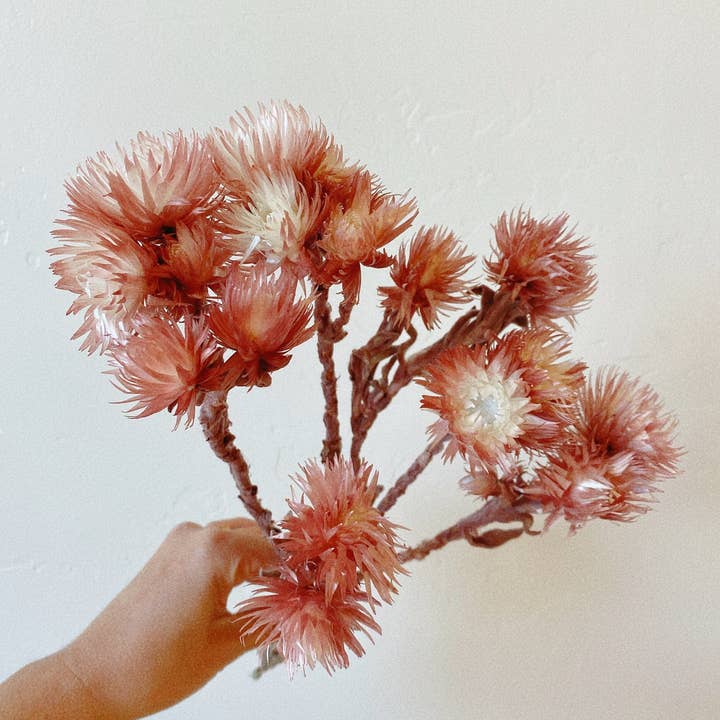 Idlewild Floral Co. - Wholesale Dried/Pressed Flowers - Preserved Mauve Silver Daisy