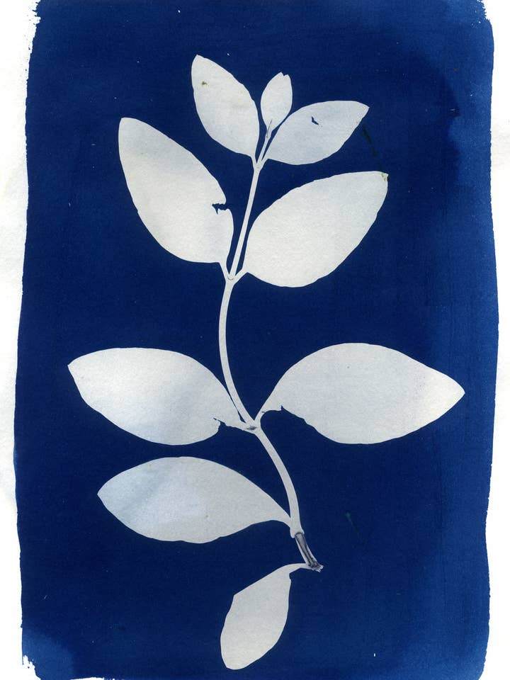 'Honeysuckle' Botanical Blue Fine Art Giclee Print A4 for wholesale by Made By McDuff