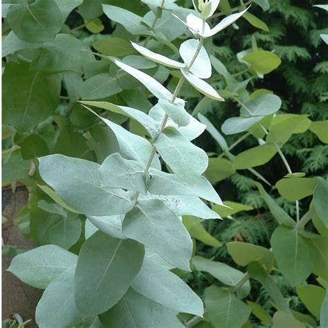 Cibobenessere - Wholesale Succulent - Eucalyptus Leaves2
