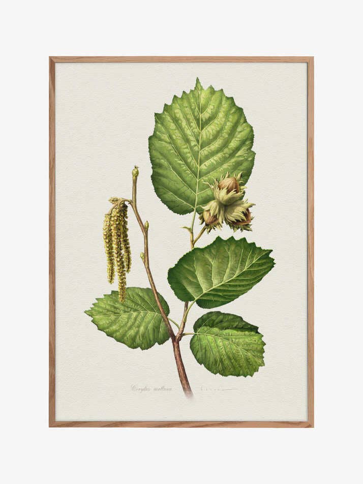 Corylus Avellana por atacado de Pictufy Wholesale