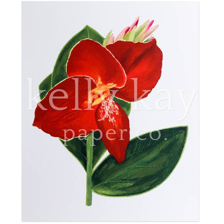 Kunst Print | Red Texas Tiger for engroshandel hos Kelly Kay Paper Co.