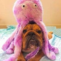 Only An Ocean Europe - Wholesale Pet Plush Toy - Dog - Gor Reef Octopus1