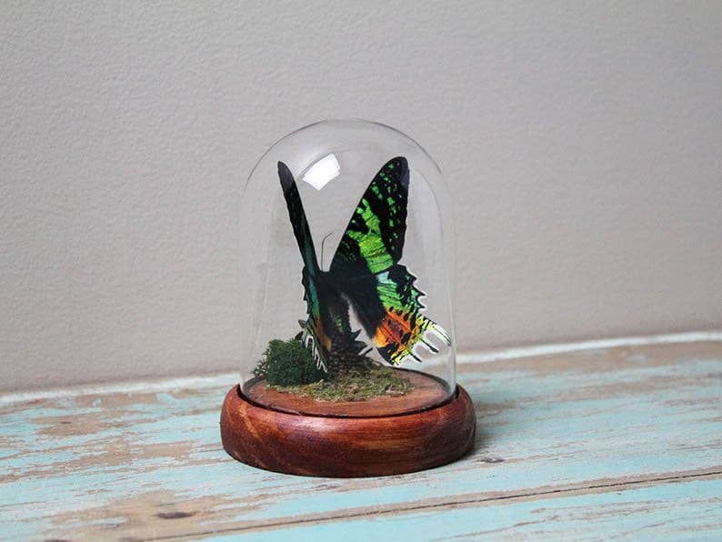 Newman Art Designs – Engroshandel Bordpynt – Urania ripheus eller solnedgangsmol i en kuppel1