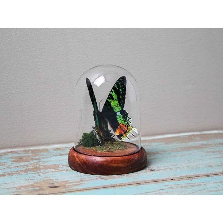 Newman Art Designs - Wholesale Decorative Tabletop Object - Urania ripheus or Sunset Moth in a Dome1