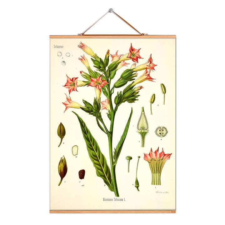 Scroll picture illustration # 094/Köhler/Tobacco for wholesale by Eicie