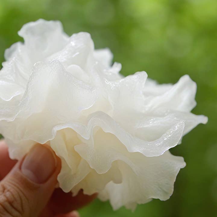 Roots And Leaves - Wholesale Facial Serum/Concentrate - Tremella Mushroom Serum - Hyaluronic Acid replacement