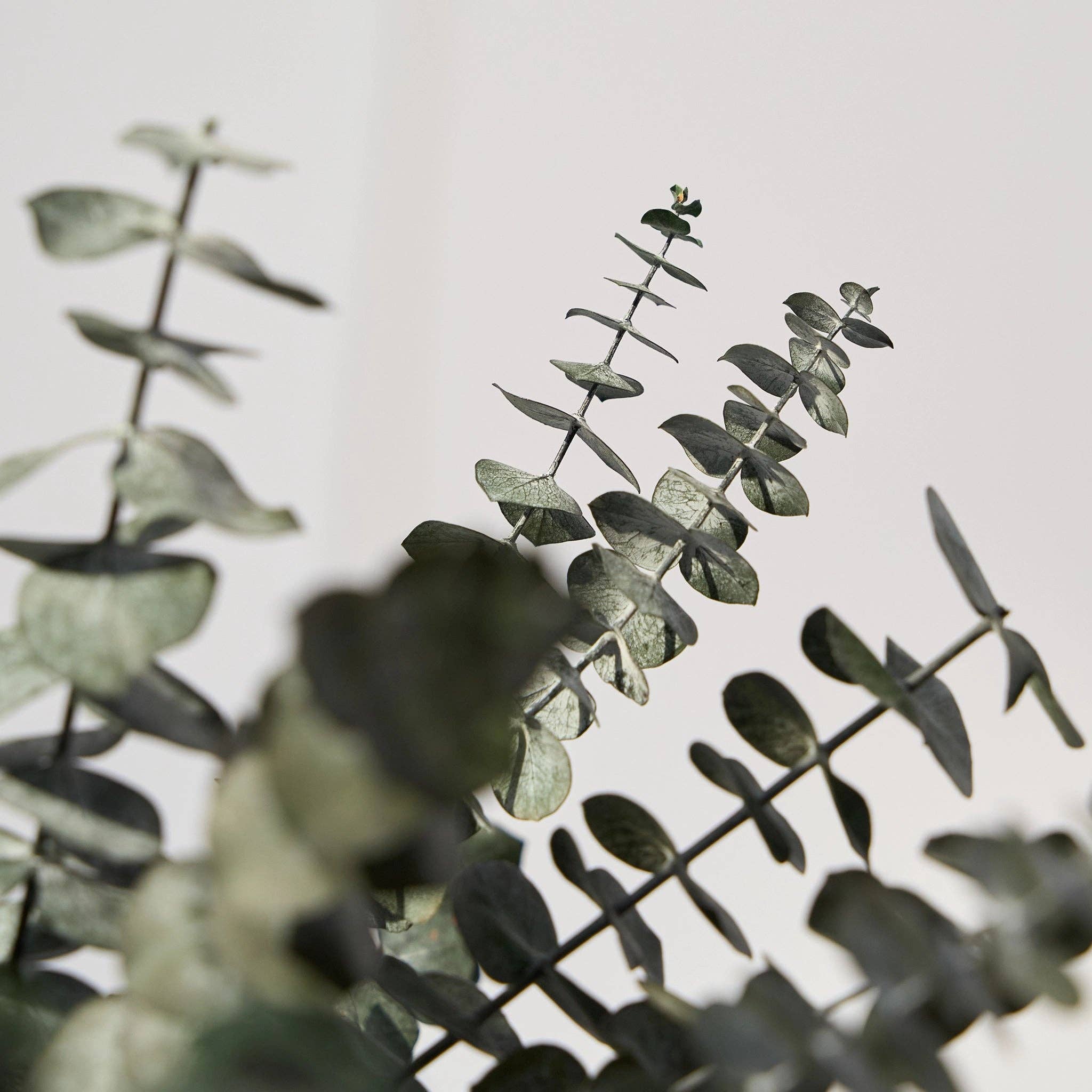 Maia Shop - Venta al por mayor Plantas artificiales - Árbol Eucalipto Preservado Baby9