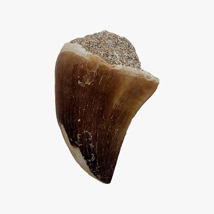 Lapidary Central - Wholesale Decorative Tabletop Object - Fossil Mosasaur Tooth Display Specimen! Fossil Dinosaur Teeth!3