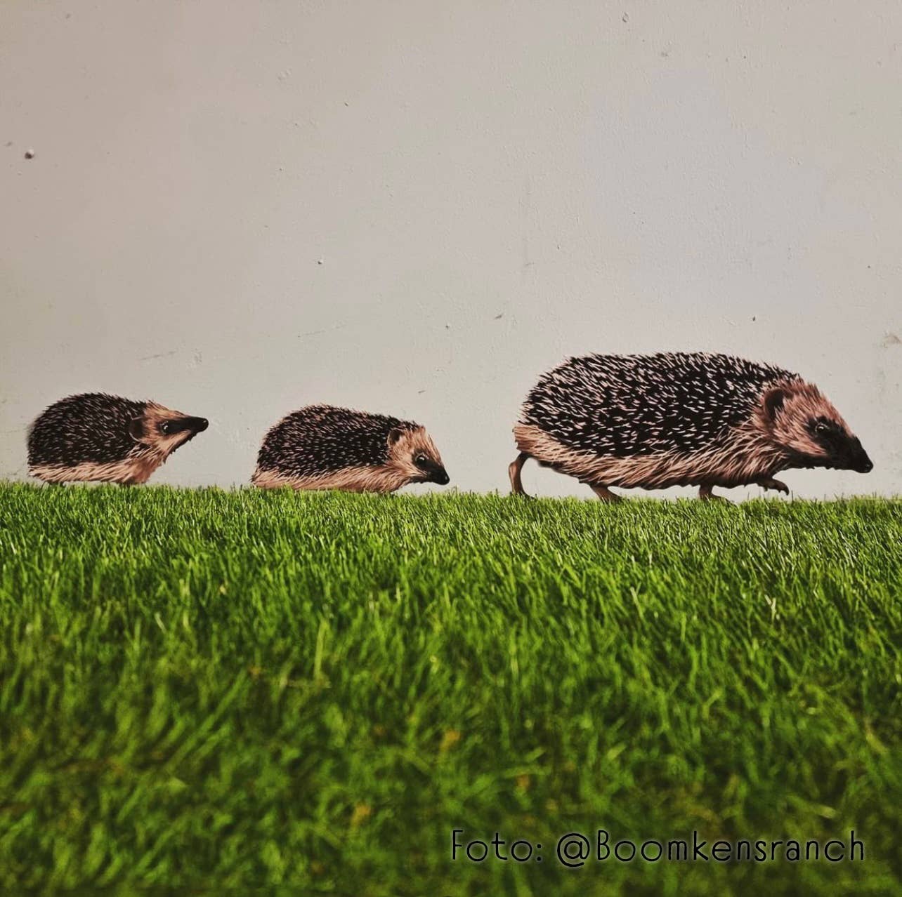 MYRTE – Großhandel Wandtattoo/-sticker – Igel Wandtattoo mit 3 Illustrationen von MYRTE8