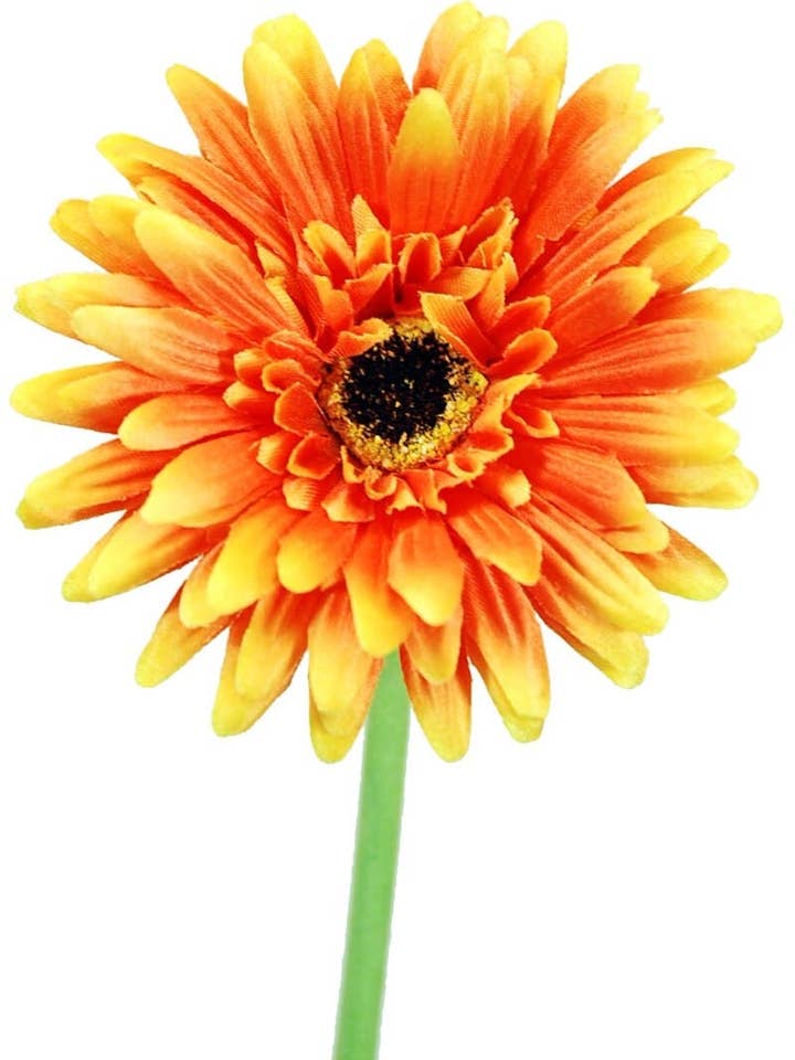 Gerberax 1 Satin Orange. 60 cm (10) for wholesale by Aguilar Málaga