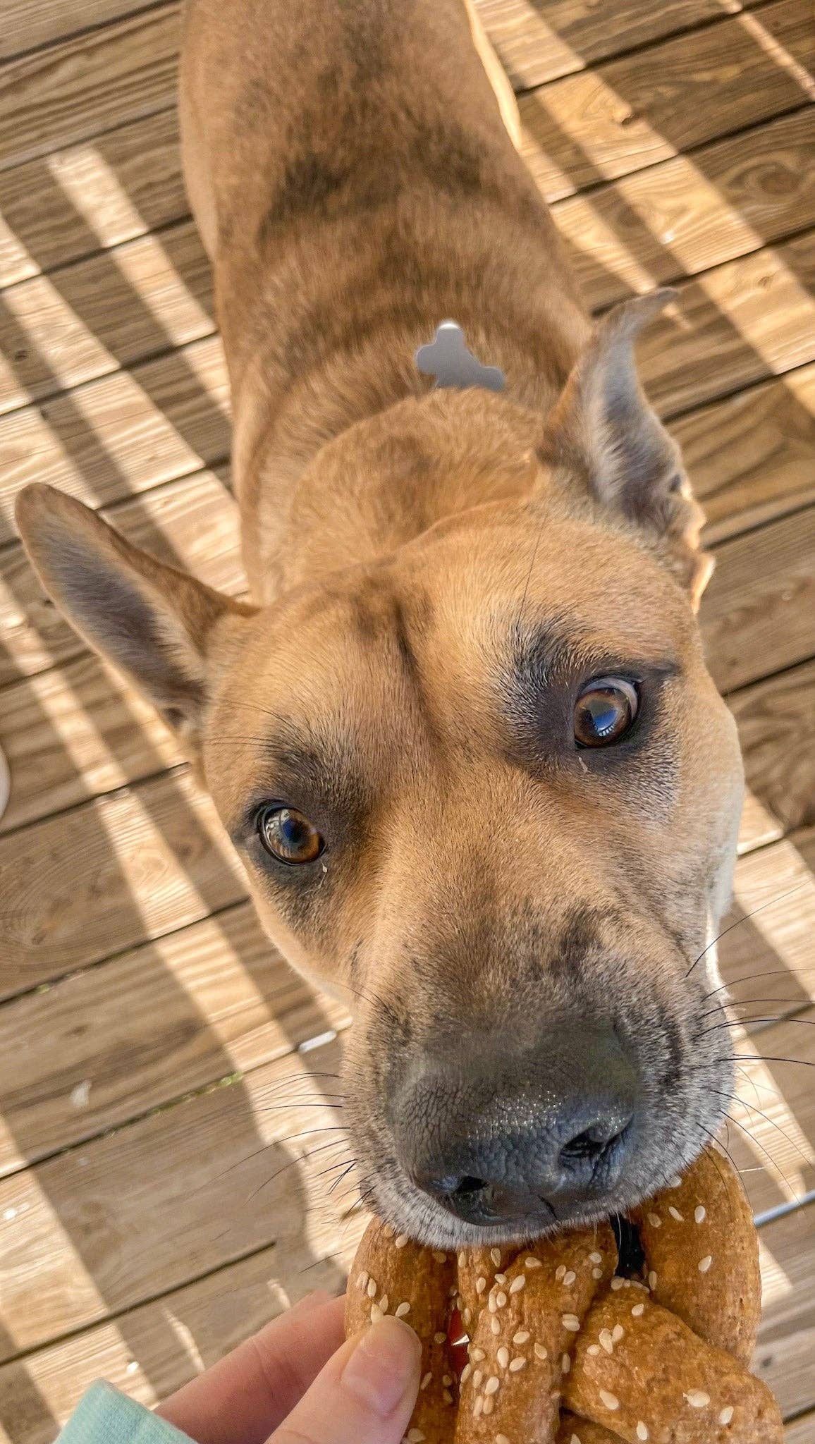 Big Head Barkery - Wholesale Pet Treats - Dog - Cheddar Cheese Dog Treats – Parmesan Pretzel Dog Biscuits3