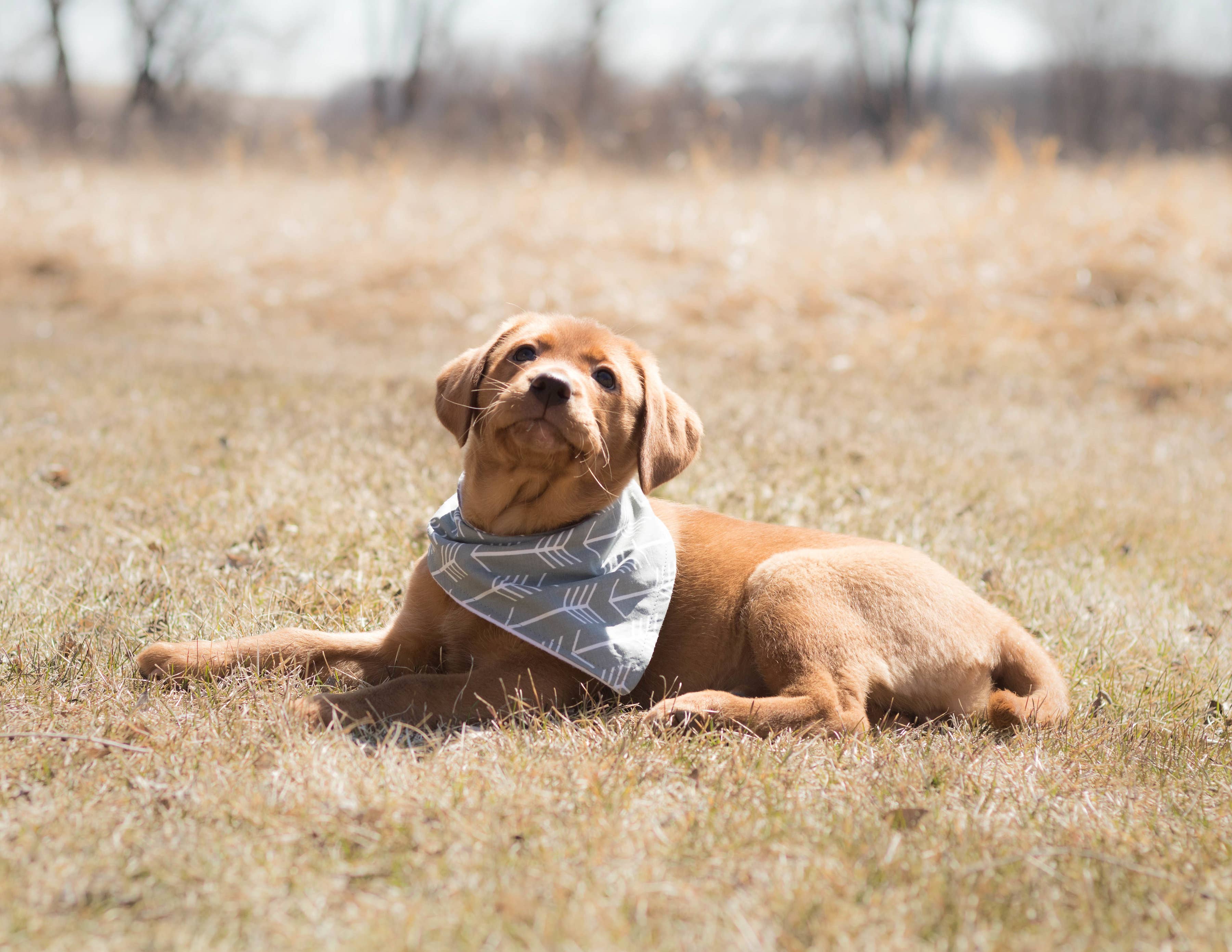 BibbyBubby - Wholesale Pet Bandana - Dog - Lemons Dog Bandana (Summer, Fruit, Pet Bandana)7