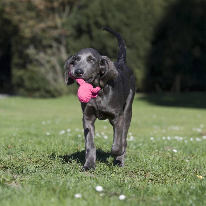 LABONI - Volentis GmbH - Wholesale Pet Chew Toy - Dog - FRANZI FLAMINGO – The Pink Play Star4