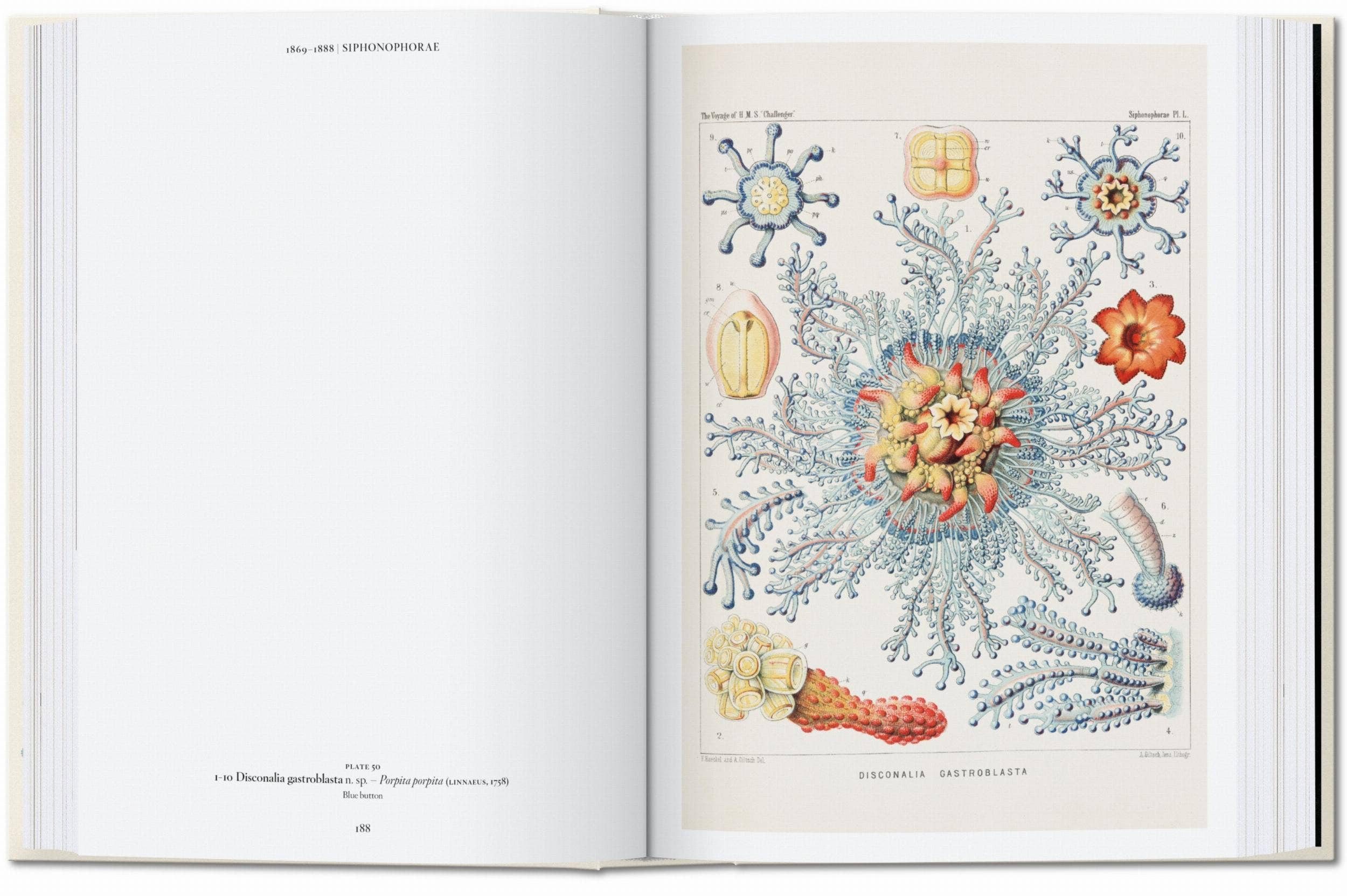 TASCHEN Europe - Vendita all'ingrosso Catalogo - Ernst Haeckel. Arte e Scienza. 40ª Ed. (Tedesco)4