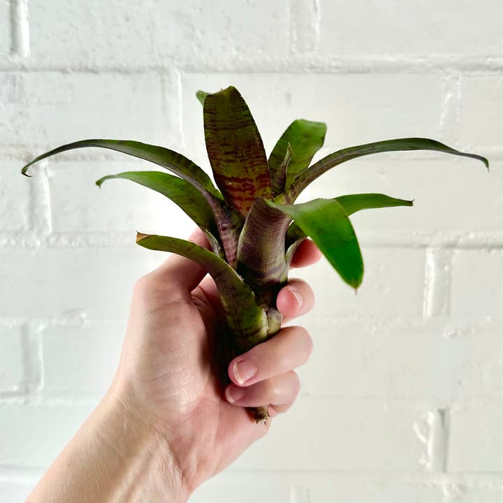 The Artizan Way - Wholesale Live Plant - Neoregelia Zeus - Live Bare Root Plant