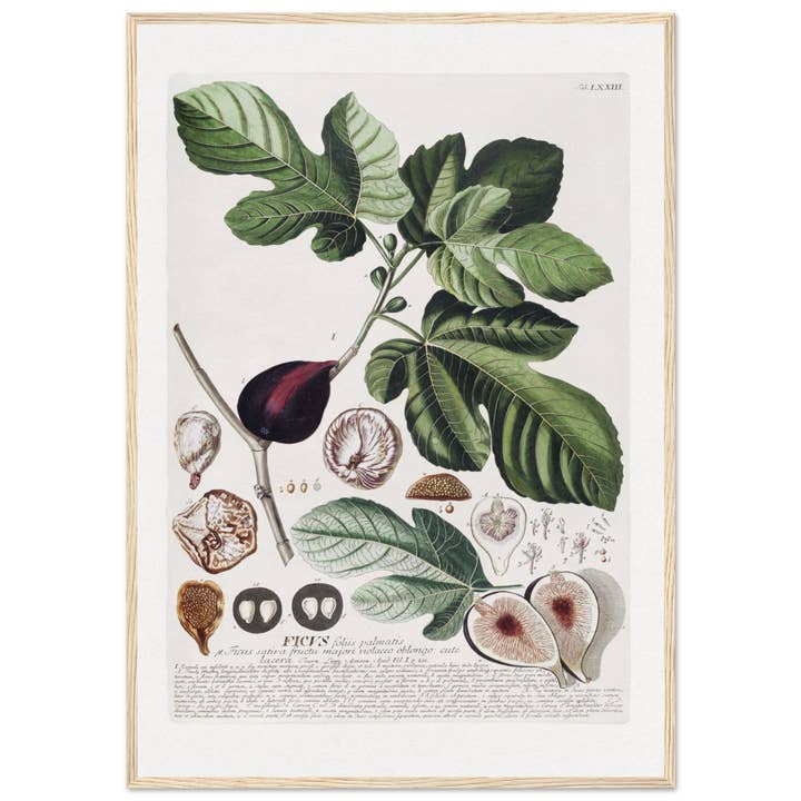 Maison de Paloma - Wholesale Art Print - Ficus14