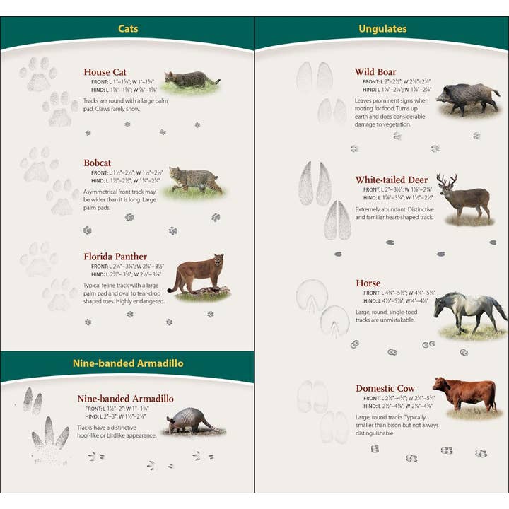 AdventureKEEN - Wholesale Nature Guide - Animal Tracks of SE & Gulf Coast Quick Guide