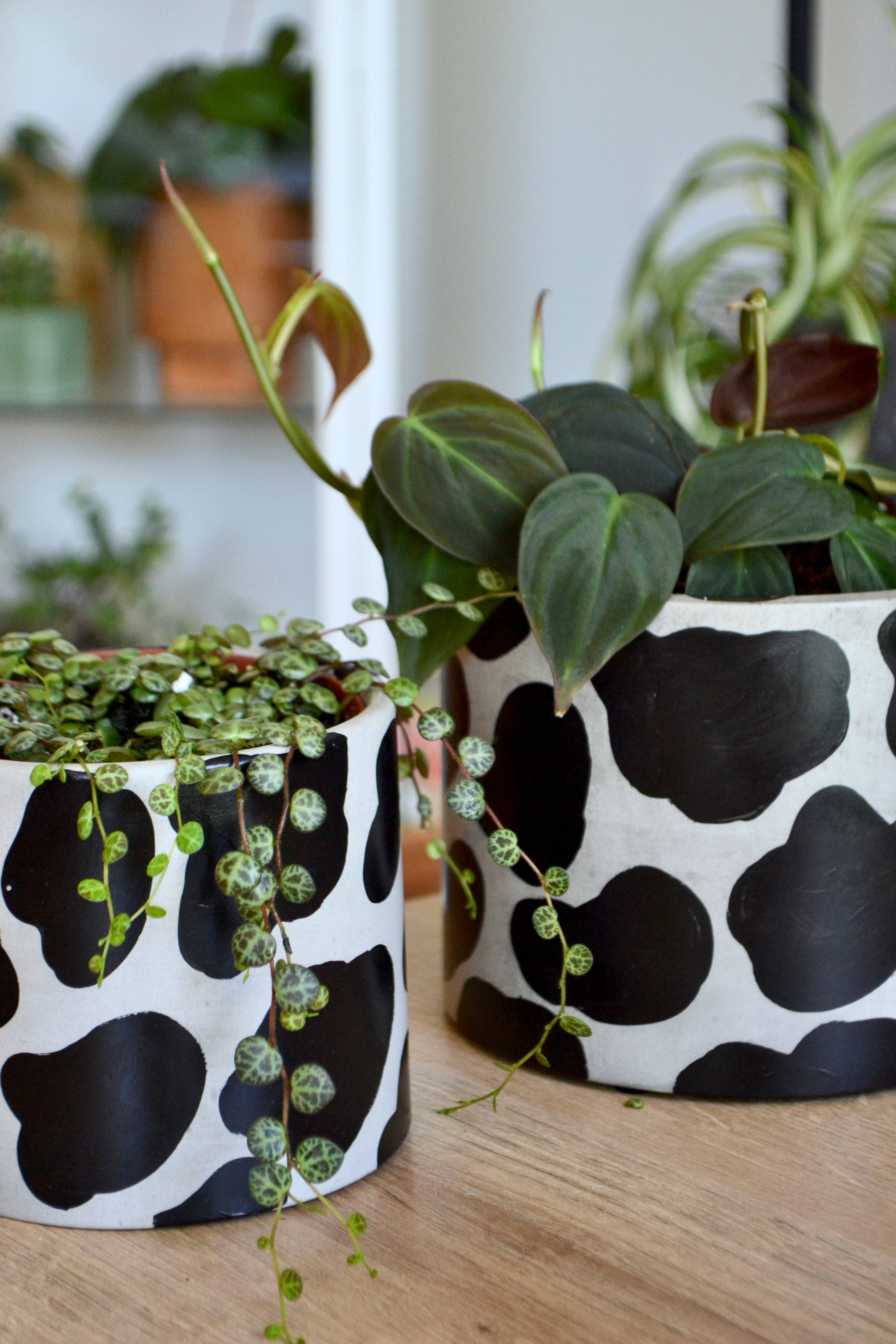 LindaMakess - Wholesale Plant Pot - Handpainted Cow Planter | multiple sizes0