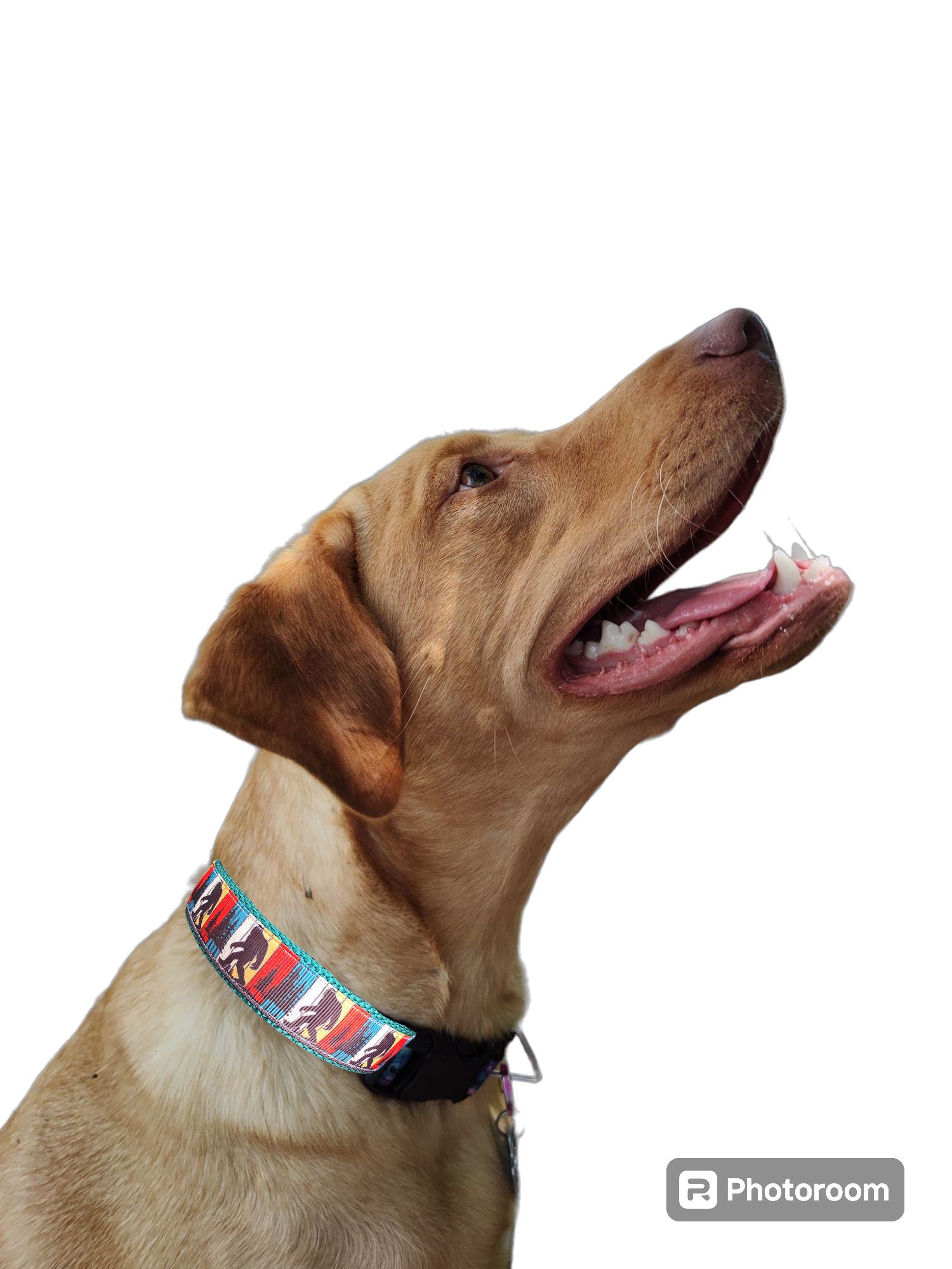 Doot's Pet - Collars For A Cause - Wholesale Pet Collar - Dog - Bigfoot Sasquatch Black Nylon Dog Collar MD, LG, XL, Leash4