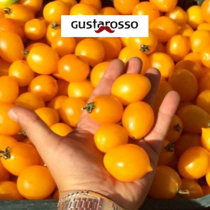Gustarosso - Wholesale Sauce - LUCARIELLO natural yellow tomato1