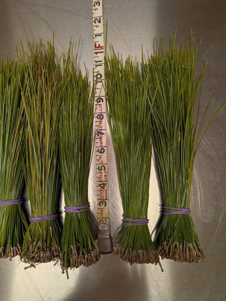 Pine Needles (1 pound Box) for wholesale by Backwoods Foliage