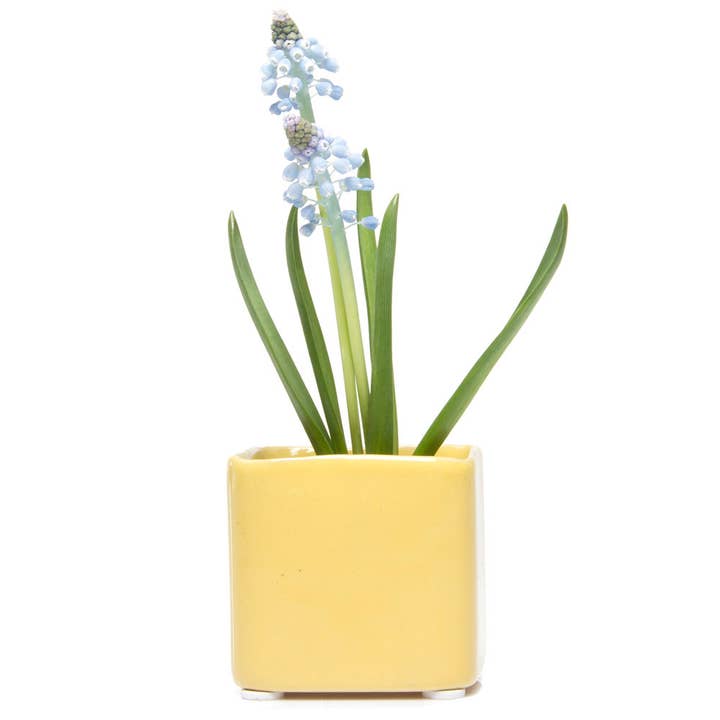 Chive - Wholesale Plant Pot - Svek Succulent Planter For Succulents And Floral Frogs13