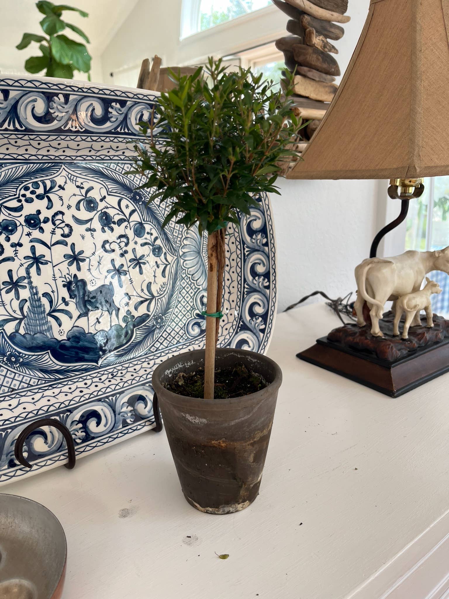 Sunrise Topiaries - Wholesale Live Plant - Live Single Ball Myrtle Topiary in 4 inch Pot2