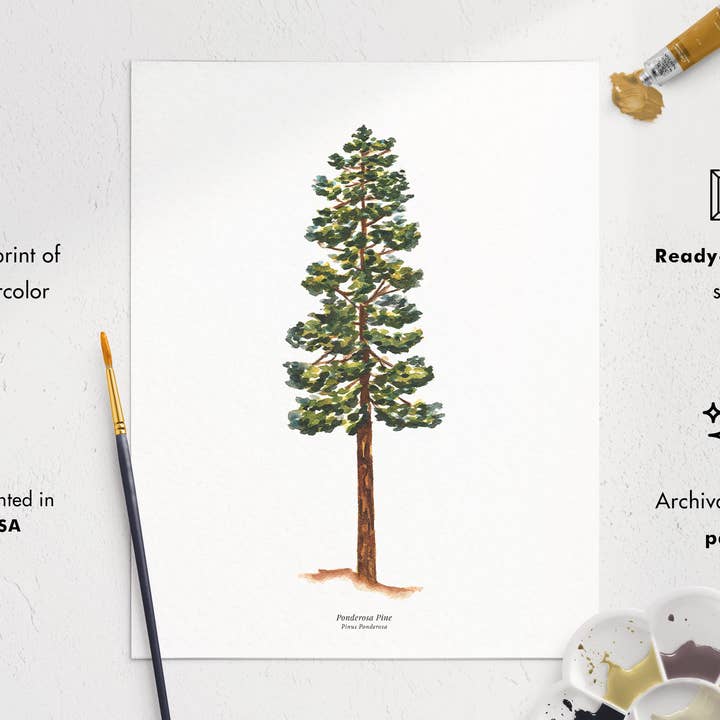 Watercolor Wednesday - Wholesale Art Print - Tree Art Print | Watercolor Ponderosa Pine Nature Wall Art3