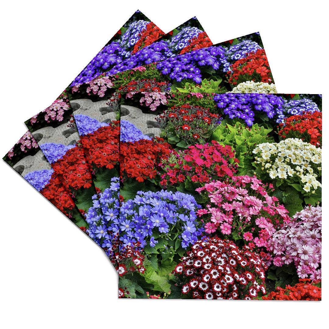3dRose - Wholesale Coasters - 3dRose, Springtime gardens, Victoria, BC, Canada. Cinerarias in bloom, Coaster0