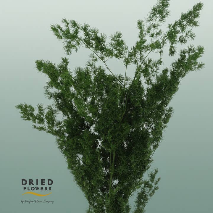 Dried Bleached Asparagus Retrofractus Green for wholesale by All Occasions Wholesale
