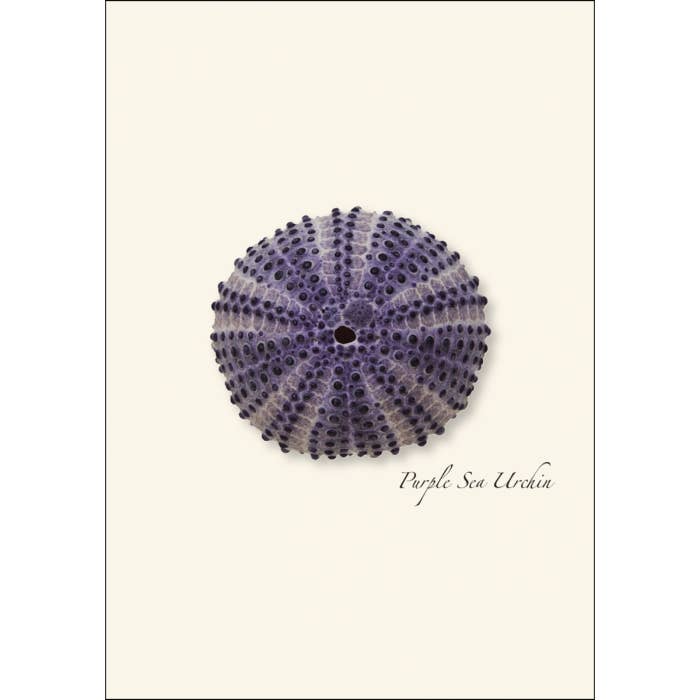 Earth Sky + Water - Wholesale Stationery/Notecard Set - Sea Urchin Assortment3