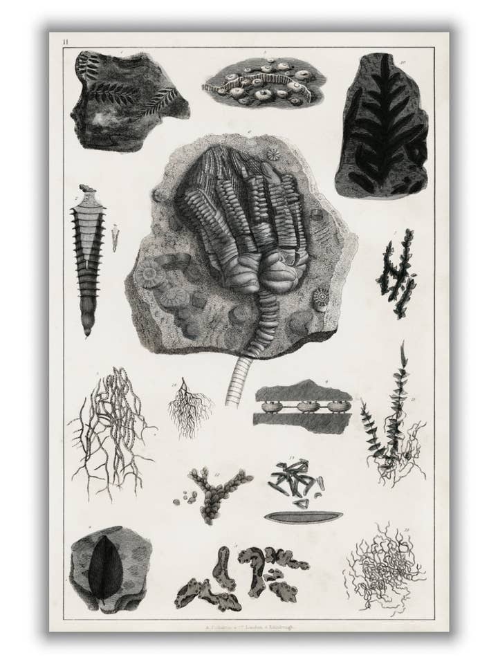 Collection of fossils II for wholesale by Stanley Print House
