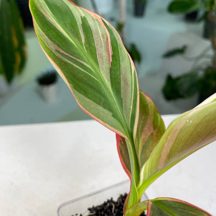 Banana Pink Musa "No No" variegated aka "NoNo" TC Plantlet | Rare Houseplant for wholesale by OrchidBox