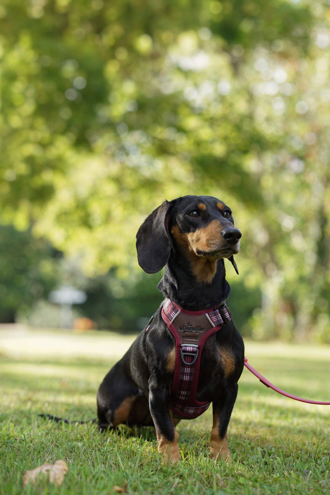 The aDoraBle Pooch Company - Wholesale Pet Harness - Dog - Streamline Pro™ Dog Harness - Heritage Collection - Merlot Manor11