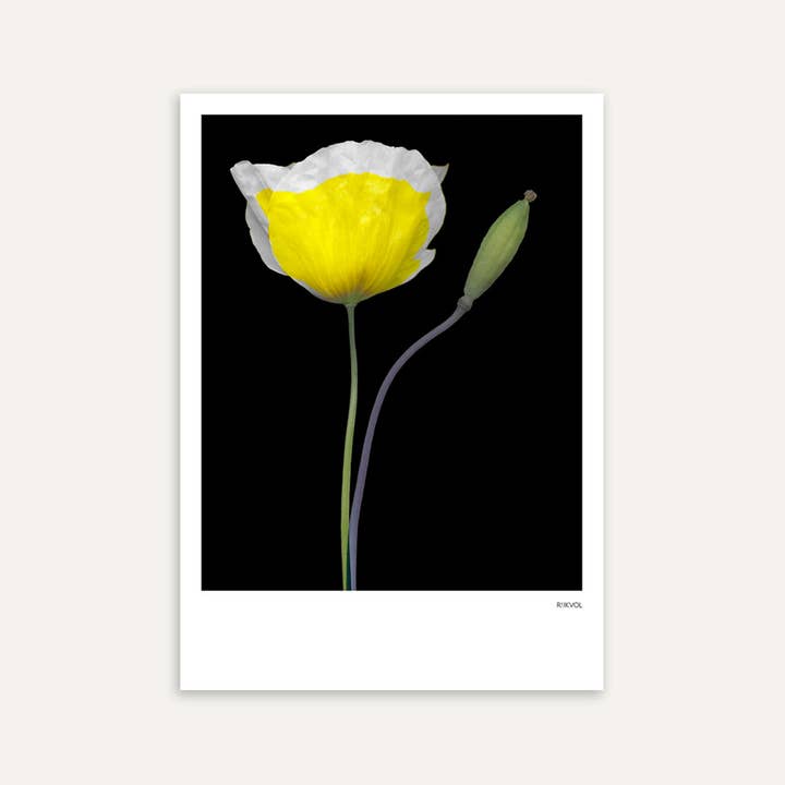 - Black Edition - Poppy 02, Postkarte für den Großhandel von Rijkvol