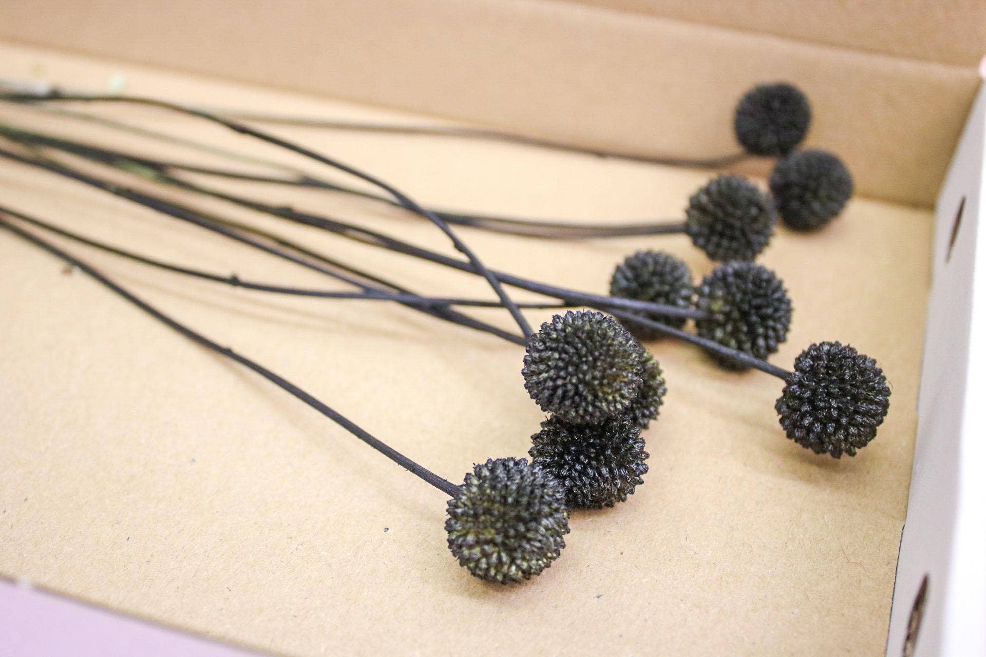 Wildestdreams.flowers – wholesale Dried/pressed flowers – Black Dried Craspedia Flowers, Craspedia Black Billy Button 1