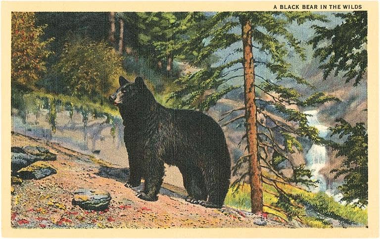 Found Image Press – Großhandel Postkarten – Postkarte AN-66 Schwarzer Bär in der Wildnis0