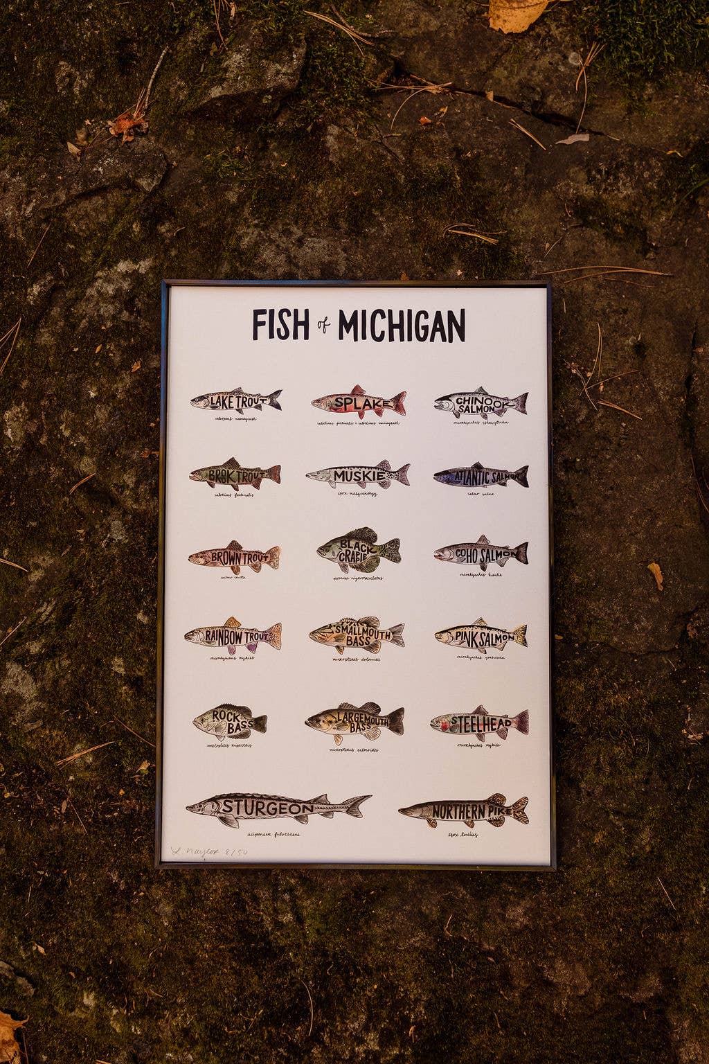 Home Squirrel - Wholesale Art Print - Fish of Michigan Watercolor Print