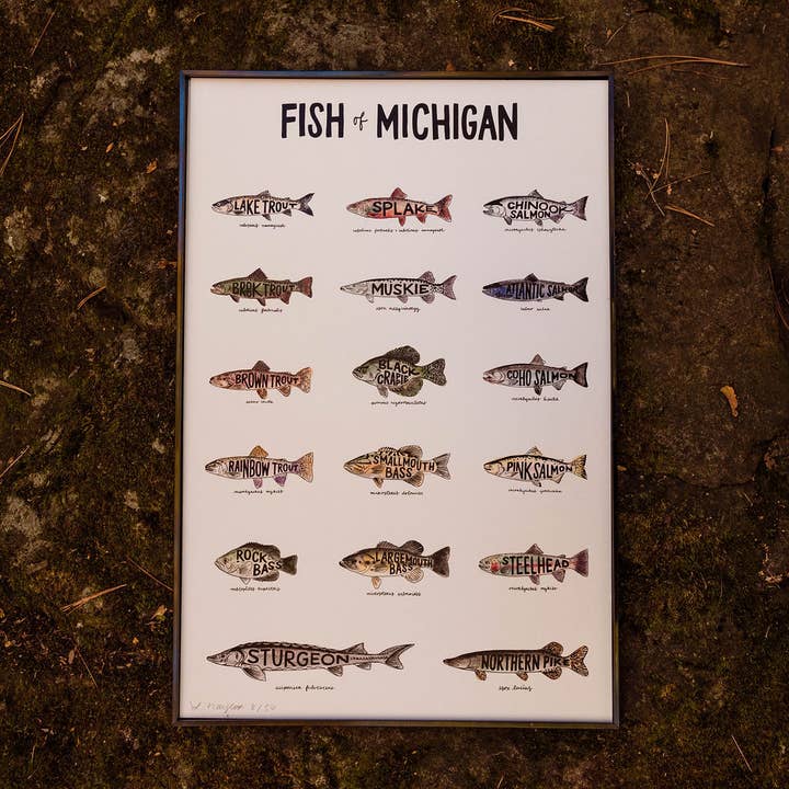 Home Squirrel - Wholesale Art Print - Fish of Michigan Watercolor Print0