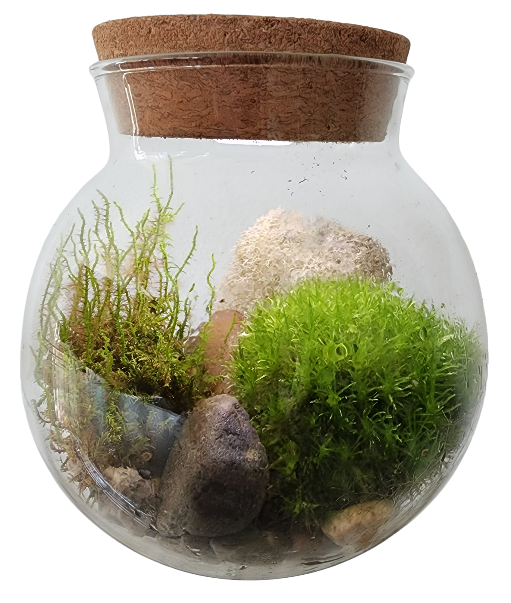 Silver Circle Products - Vente Terrariums - Terrarium en verre MossBowl avec mousse vivante et lumière LED5