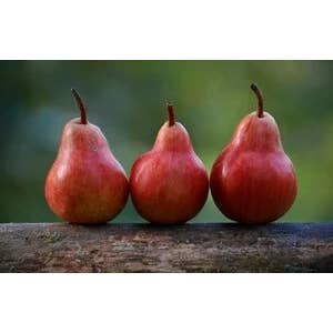 Pearberry Type for wholesale by Barclay Mountain Candles