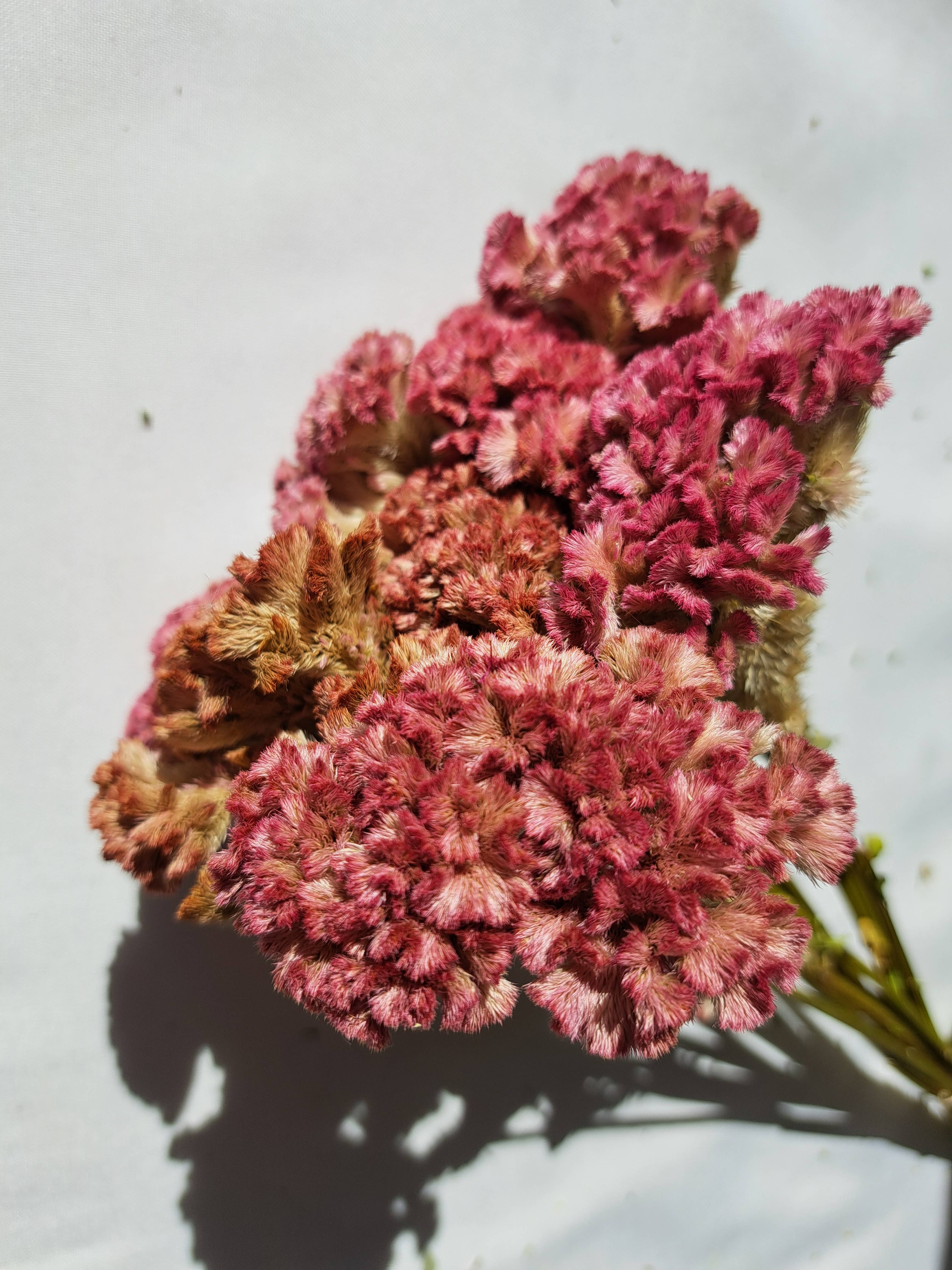 Fence Post Florals - Wholesale Dried/Pressed Flowers - Celosia-Crystal Beauty3