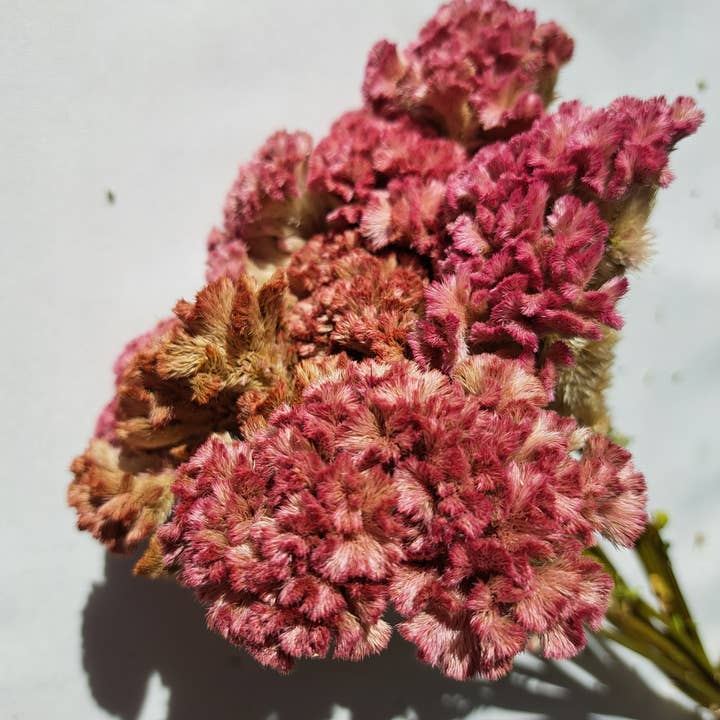 Fence Post Florals - Wholesale Dried/Pressed Flowers - Celosia-Crystal Beauty3