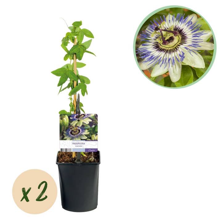 Oasis of Life - Wholesale Live Plant - Passionflower Passiflora caerulea – 2 plants 11cm – approx. 40cm high – Climbing plant with blue-white flowers – Easy care & hardy – For garden, pergola & balcony1