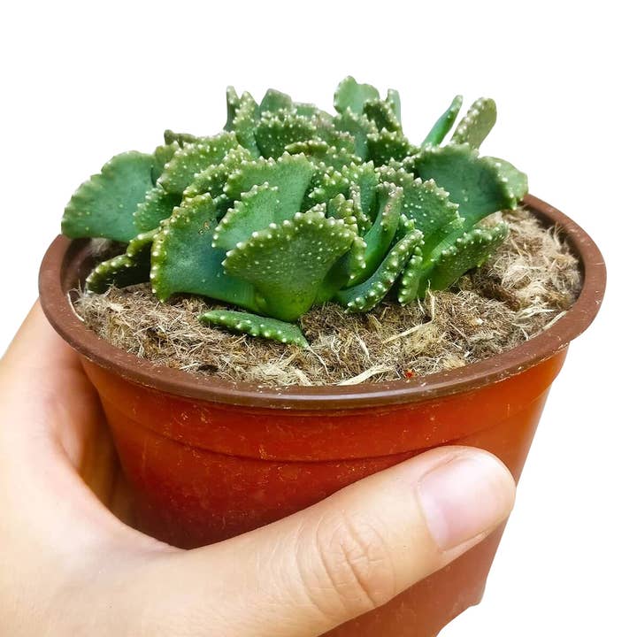 Best Plant Friend - Wholesale Succulent - Giant Jewel Plant - Live Unique Succulent in 4in Pot