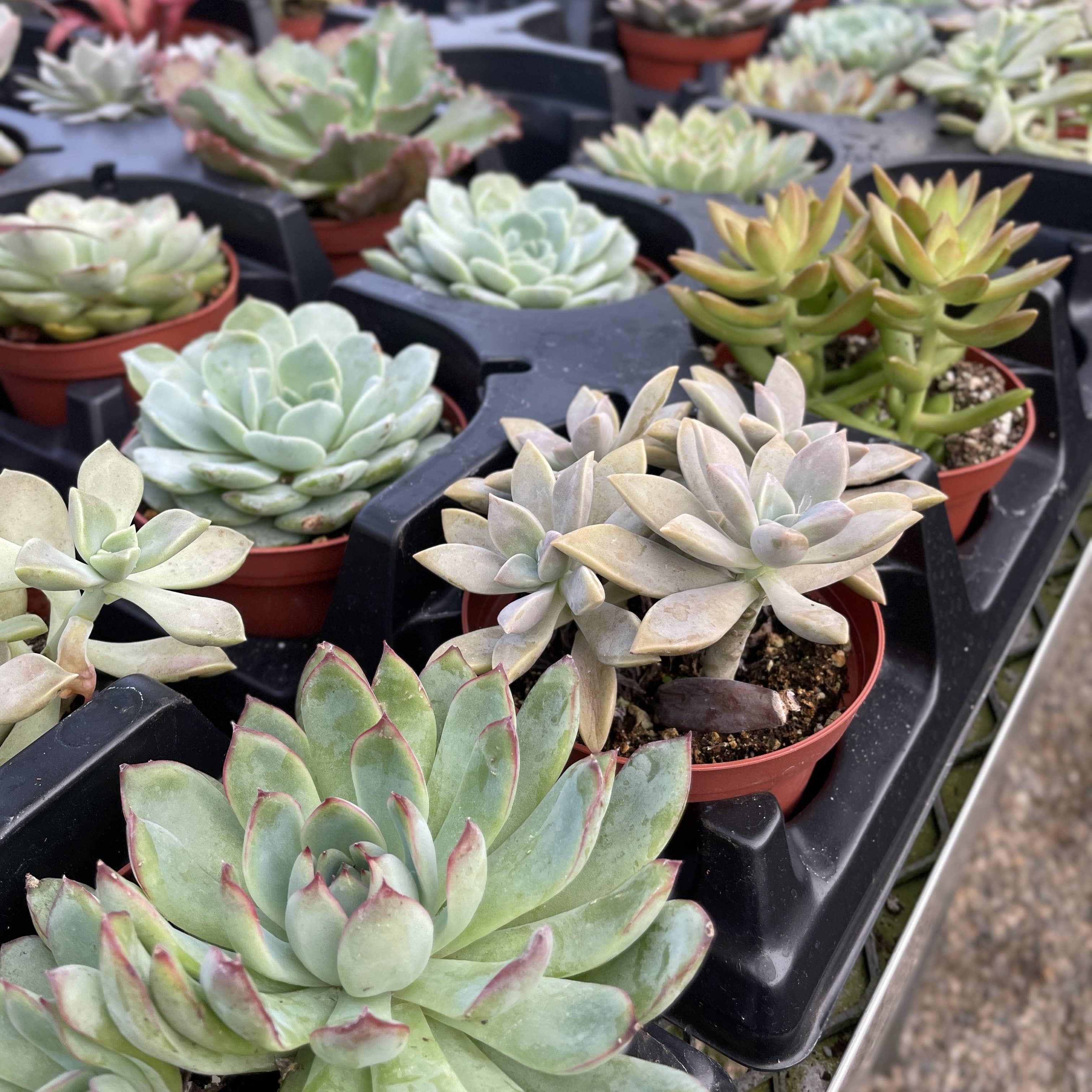 Thorsen's Greenhouse - Vente Plante - Plante Grasse Variée - Plante Vivante14